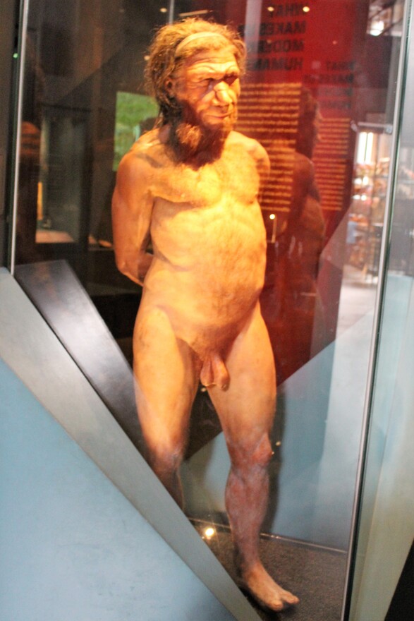 Homo_neanderthalensis_man_model.jpg