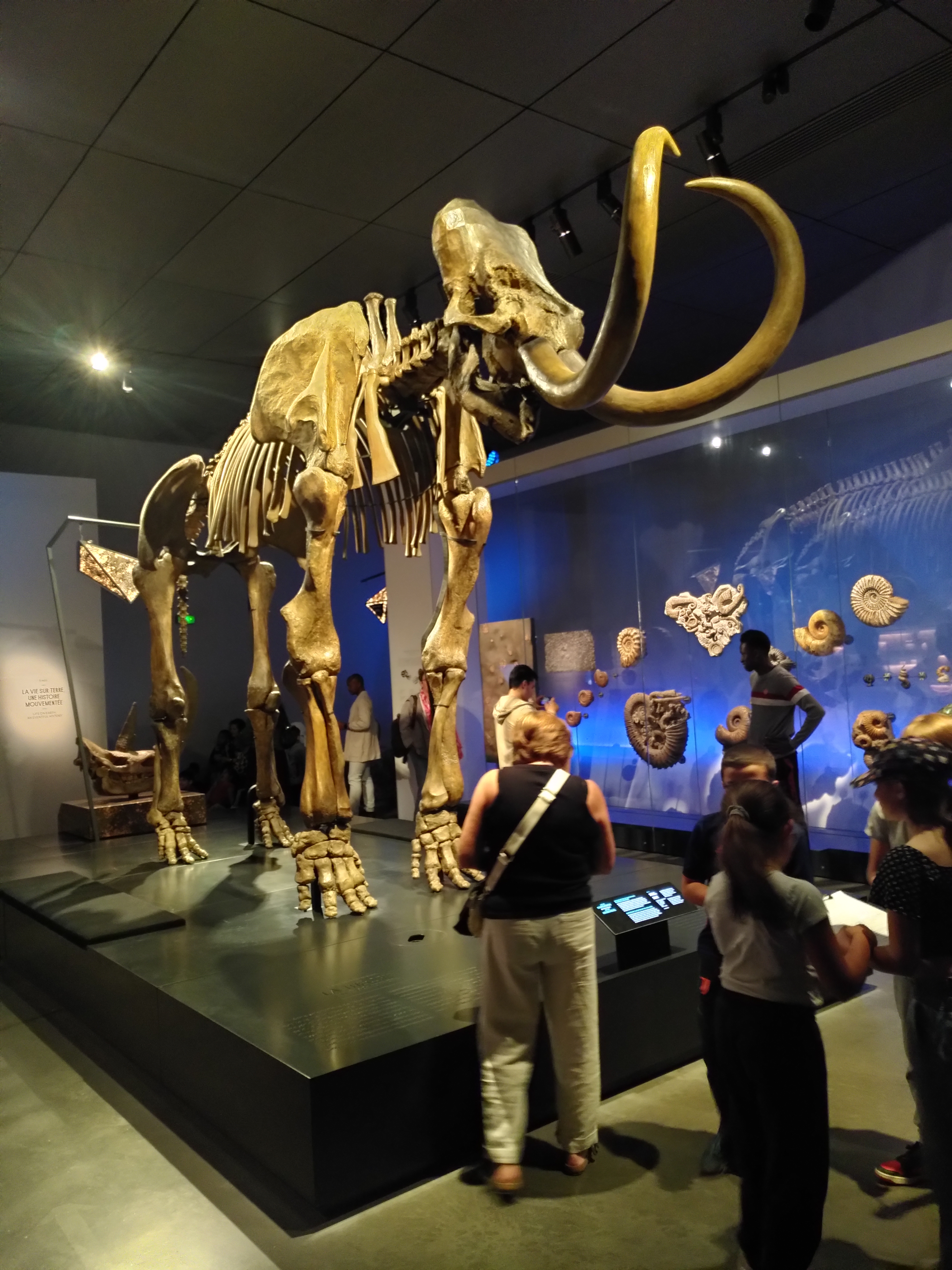 jdll-2025-mammouth.jpg