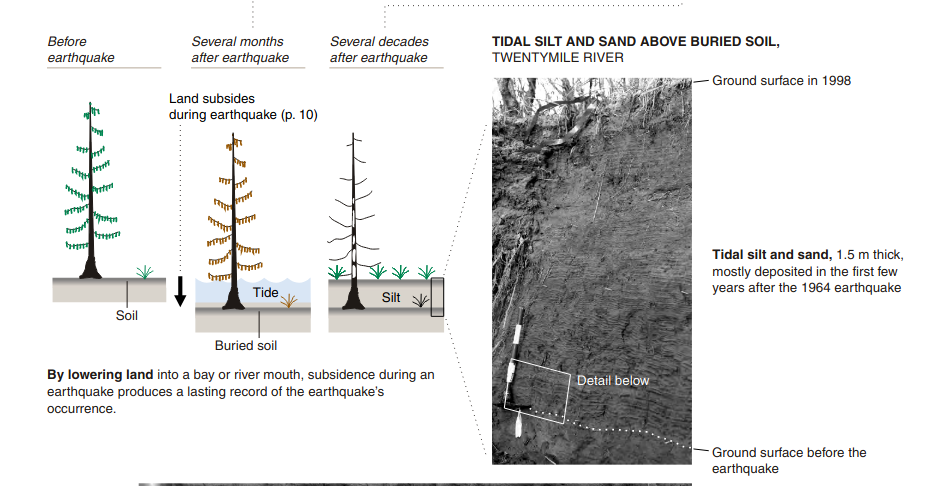 orphan-tsunami-trees.png